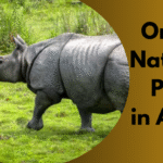 Orang National Park in Assam
