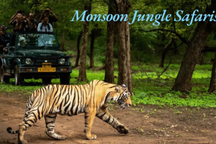 Monsoon Jungle Safaris