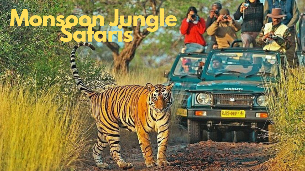 Monsoon Jungle Safaris